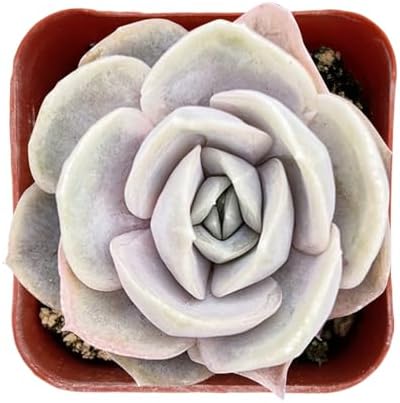 Sprout N Green Echeveria Blue Surprise Live Succulent Plant by SproutNGreen