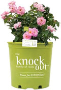 Perfect Plants Peachy Knock Out Rose Bush, 1 Gallon, Live Plant by PerfectPlantsNursery