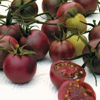 Park Seed Cherry Tomato Seeds, Planting Vegetables, Easy to Grow, Non-GMO, Variety of Colors and Sizes, Spring Garden, Chocolate Cherry, Pack of 250 by ParkSeed