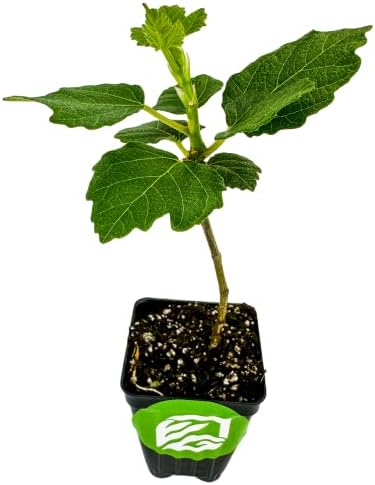 Violette de Bordeaux Fig Tree Live Plant - Ficus carica - Wellspring Gardens - Live Starter Fruit Plant for Your Indoor or Outdoor Garden - Image 2