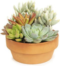Live Succulents Assortment in Clay Pot, Garden Succulent Planter, Unique Gardening Gifts for Plant Lovers, Live Succulent Plants Live Plants, Live Succulents Plants Live Houseplants by Plants for Pets by PlantsforPets