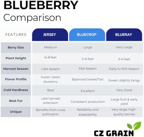 2 Blueberry Live Plant Seedlings for Growing (High Bush Blueberry) - Grow Delicious Blue Berry Bush Patch 2 Live Blueberry Plants - Ships Bare Root, No Pots Included - Image 6