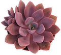 Fat Plants San Diego Live Echeveria Succulent Plant in a 4 inch Plastic Growers Pot (4 inch, Graptoveria Debbie) by FatPlantsSanDiego