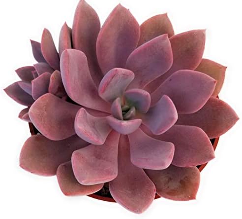 Fat Plants San Diego Live Echeveria Succulent Plant in a 4 inch Plastic Growers Pot (4 inch, Graptoveria Debbie) by FatPlantsSanDiego