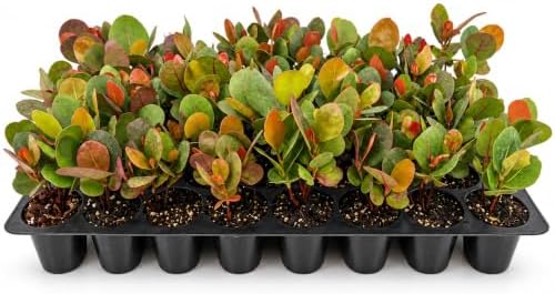 Seagrape Plant | 40 Live Plants | Coccoloba Uvifera | Tropical Foliage, Coastal Landscaping, Beachfront Gardens, Ornamental Tree, Outdoor Decor by FloridaFoliage