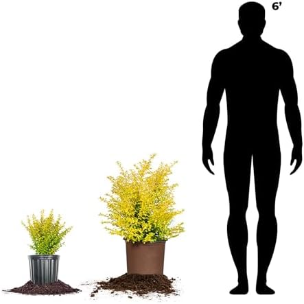 Perfect Plants Sunshine Ligustrum Shrub, 1 Gallon, Golden Evergreen - Image 4