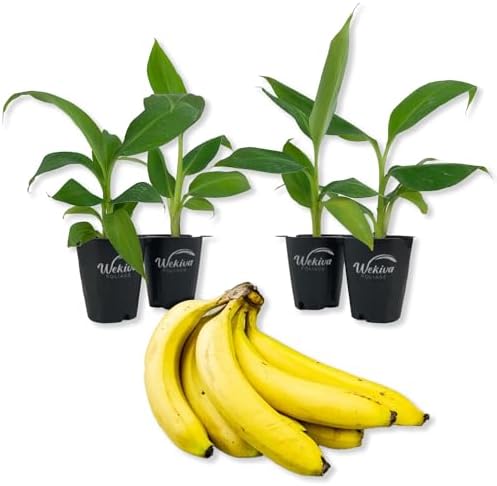 Gran Nain Banana Tree - 4 Live Starter Plants - Musa - Edible Fruit Bearing Tree for The Patio and Garden by WekivaFoliage