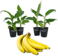 Gran Nain Banana Tree - 4 Live Starter Plants - Musa - Edible Fruit Bearing Tree for The Patio and Garden by WekivaFoliage