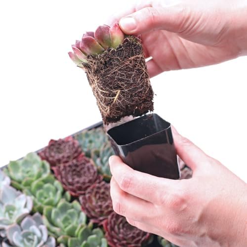 Mountain Crest Gardens Pink, Purple & Red Succulent Pack - 6 Live Plants in 2 Inch Pots - Real Succulents for Indoor/Outdoor Decor, DIY, and Gifts - Image 6