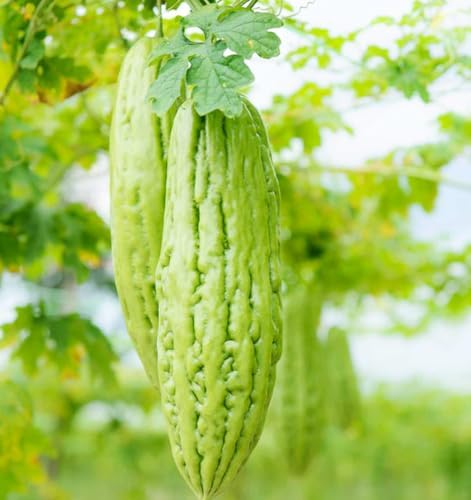 Bitter Melon Seeds (15 pcs) – Heirloom Bitter Gourd Vine Fast Climber Non-GMO - Image 6