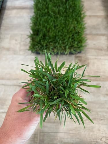 Zoysia Plugs - 100 Full Zoysia Grass Plugs | Mature Roots | Individually Grown - Image 2