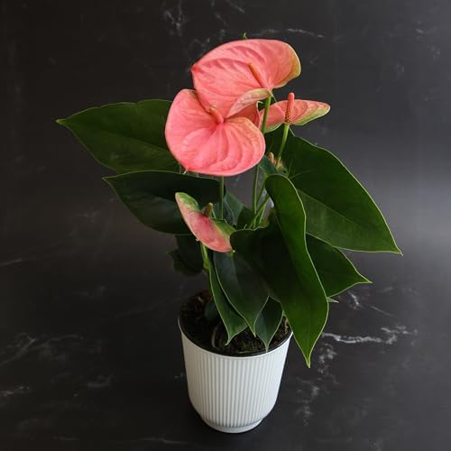 Pink Anthurium Live Plant Decor (Approx. 13-16" Tall), Real Flowers/House Plants in 4" White Plant Pot, Floral Office Plants, Air Purifying Plants & Cool Gifts for Plant Lovers by Plants for Pets - Image 2