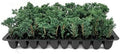 Blue Rug Juniper Wiltonii | 50 Live Plants | Juniperus Horizontalis | Creeping Ground Cover, Low Maintenance Shrub, Drought Tolerant, Evergreen Foliage, Fast Growing, Erosion Control by FloridaFoliage
