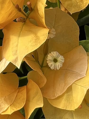 Yellow 16" Bougainvillea - Image 3