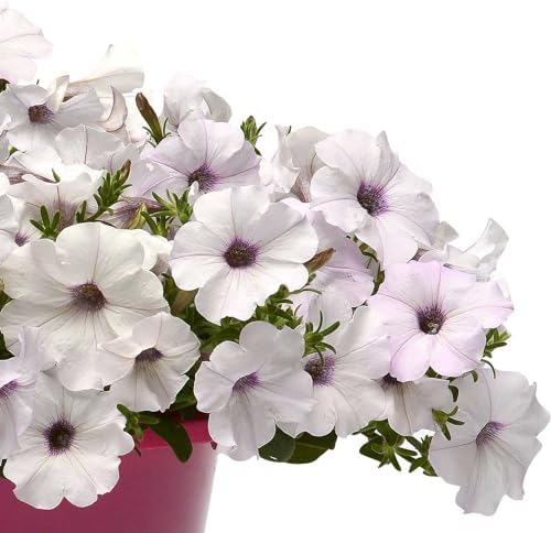 Eden Brothers Petunia Seeds - Easy Wave Silver - Image 4