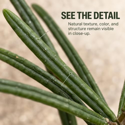 Hoya Insularis Live Plant | Hoya Cuttings Starter Plants | - Image 3