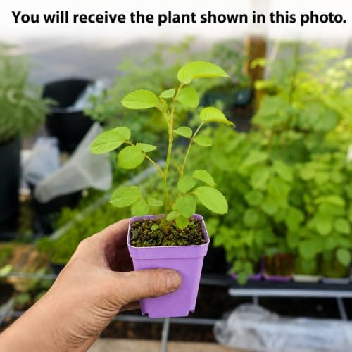 Red Climbing Roses Plant, Fragrant Rose Bush, Perennial Red Flower Roses in Home Garden, 2-4 Inch Tall - Image 2