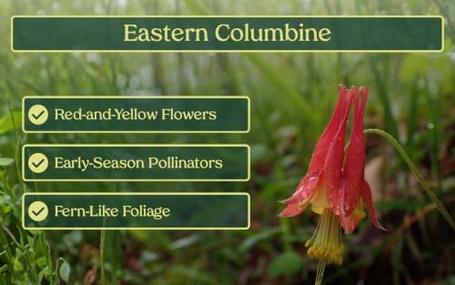 32 Live Wild Columbine Plants (Aquilegia Canadensis) – Native Perennials from My Home Park in 4” Pots – Not Seeds – 4–8” Tall on Arrival - Supports Pollinators & Hummingbirds – Zones 4–8 - Image 3