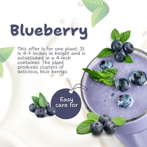 Northern Highbush Blueberry Live Plant, Blueberry Bushes, 4-7 Inch Tall - Image 4