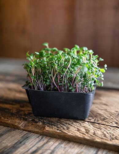 Superfood Microgreen Seeds Mix | for Microgreens Growing Trays | 1 LB | Heirloom Non GMO Purple Kohlrabi, Collard, Radish, Turnip & Broccoli Sprouts Seeds | Rainbow Heirloom Seed Co. - Image 5