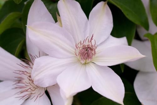 Perennial Farm Clematis 'Henryii' Hybrid – Live Flowering Vine in 4 Quart Container, Large Pure White Blooms with Creamy Centers, Long Blooming, Ideal for Trellises, Arbors & Classic Garden Displays - Image 4