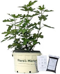 Chicago Hardy Fig - Includes Planting Kit (7 Gallon) by FlorasMarket
