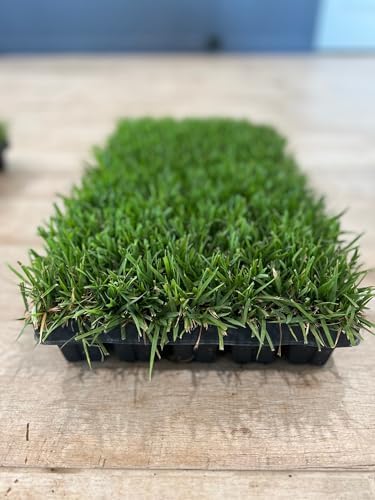 Zoysia Plugs - 100 Full Zoysia Grass Plugs | Mature Roots | Individually Grown - Image 3