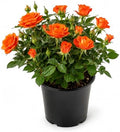 Miniature Roses Live Plants Mini Roses Bush Fragrant Flowers Shrub in Pot (Orange Rose Flowers) by MocNursery