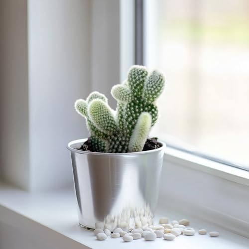 2-in Live Succulent Plants Bunny Ear Cactus, Easy Care & Drought Tolerant - Image 2