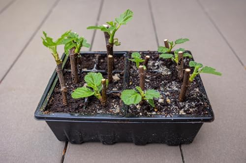 Gardzen 10 Pack Seed Starter Trays with Adjustable Vented Dome 120 Cell Clear - Image 5