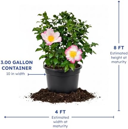 Hana Jiman Camellia, Live Evergreen Flowering Shrub, 3 Gallon - Image 4