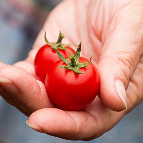 Park Seed Cherry Tomato Seeds, Planting Vegetables, Easy to Grow, Non-GMO, Variety of Colors and Sizes, Spring Garden, Organic Sakura Red, Pack of 10 - Image 2