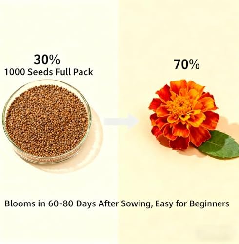 1000+ Marigold Seeds for Planting, Mixed Color Marigold Seeds Heirloom Garden Flower, Flower to Plant Open Pollinated Annual Flowers for Vibrant Annual Blooms Pots Outdoor Garden - Image 2