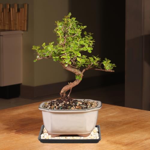 Brussel's Bonsai - Small Live Bonsai Tree with Tray, Potted Indoor Plant - Image 4