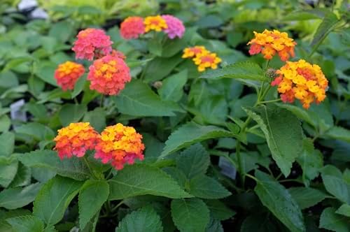 Lantana Plants Live - Confetti Pack of 3 Lantana Live Plants for Planting - 4-6 Inches Tall - Attracts Butterflies, Ideal for Containers, Easy Maintenance - Image 3