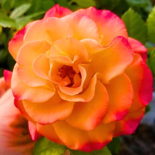 Golden Orange Yellow Roses Live Plant, Hardy Rose, 4-10 Inch Tall - Image 2