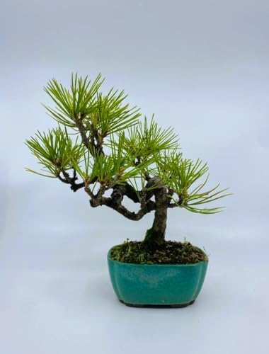 50 Pinus thunbergii Seeds, Japanese Black Pine Tree Seeds for Planting, Thunberg Pine Evergreen Bonsai Seeds, Ornamental Hardy Conifer Tree Seed for Zen Garden Backyard Home Landscaping - Image 3