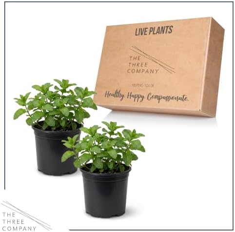 Herb - Mint (2 Pack), Live Edible Aromatic Herb, Herbal Tea, Fresh Flavor - Image 4