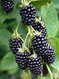 BlackBerry Plants Natchez Price Includes Four (4) Plants by Hello+Organics