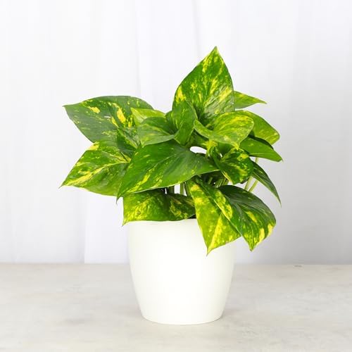 Live Golden Pothos, Indoor Vining Plant, Easy to Grow, 4" Pot - Image 2