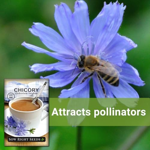 Sow Right Seeds - Chicory Seed for Planting Perennial Wildflower Garden 3pk - Image 5