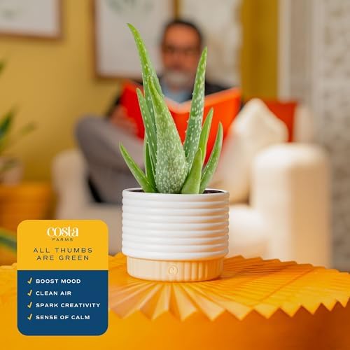 Costa Farms Aloe Vera Succulent, Live Indoor Plant, 7-in Tall - Image 5