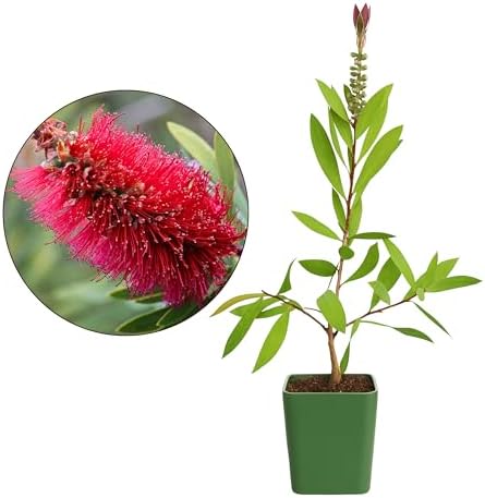 Bottle Brush Plant Live, Red Callistemon Citrinus Shrub, 2-Inch Pot, 5-Pack - Image 2