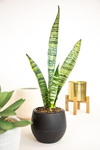 Sansevieria Zeylanica, Live Snake Plant Live Indoor Plants Live Houseplants, Live Plants Indoor Plants, Live Plants Indoor Low Light, Potted Plants, House Plants for Delivery Prime by Plants for Pets - Image 5