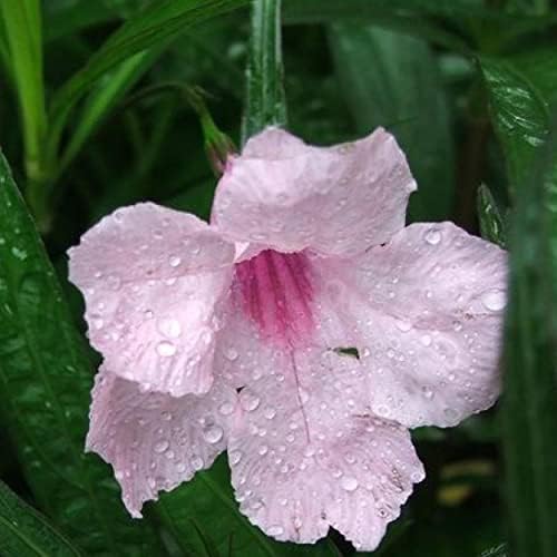 Pink Blue Bells, a Great Live Pond Plant for Your Water Garden. Filters koi and Goldfish Ponds. Good for Bogs, Plant Shelf or Shallow Water This marginal Aquatic is a Real Beauty - Image 3