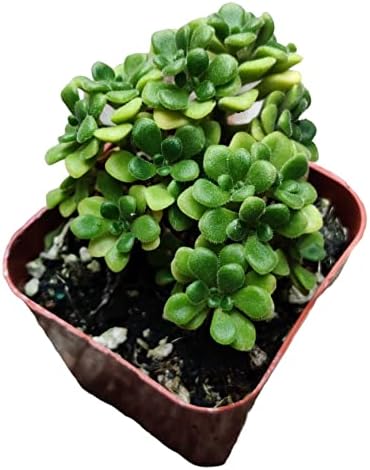 Live Succulent Cactus Plants (2" Pot Aeonium Irish Bouquet) by USKC