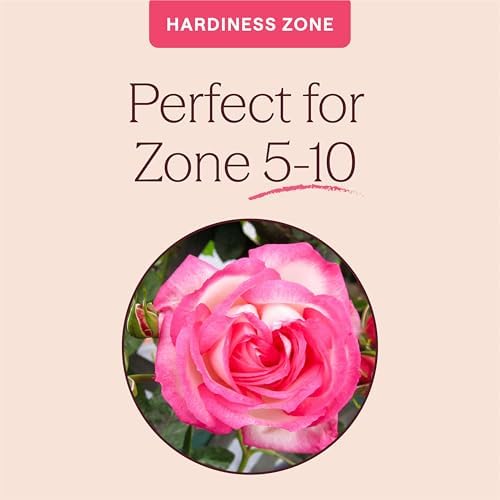 Heirloom Climbing Roses, Live Own Root Plant, Kiss of Desire - Image 5