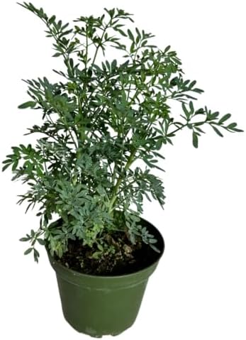 Ruda Rue Plant 4 inch Pot Herb Live Plant by Dose+of+succulents