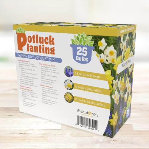 All-in-One Flower Garden Kit - 25 Flower Bulbs Per Box - Potluck Planting Sunny Day Bouquet Mix - Daffodil and Muscari Mix - Fragrant - Naturalizing - Live Outdoor Garden - Easy to Plant Flowers - Image 3