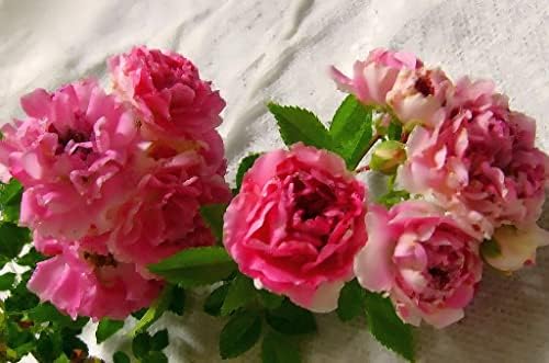Seven Sisters Climbing Rambler Rose - Antique Heirloom Rosa Hybrid - Live Plant - Fragrant Spring Bloom - Double Pink Flower - Emerald Goddess Gardens Starter Sz 4 Inch Pot - Image 7